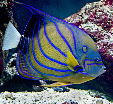 poissons tropicaux  photo stock image du duree verticale