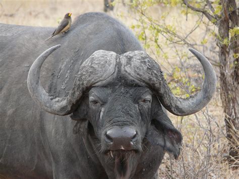 buffalo   big complete   postcard  ox flickr