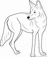 Coyote Coloring Western Coloringpages101 Pages sketch template