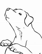 Retriever Labrador Malvorlagen Getdrawings Getcolorings Puppies Realistische sketch template