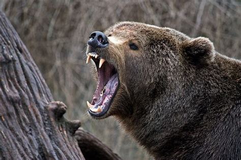 bear angry google search bear pictures angry bear brown bear