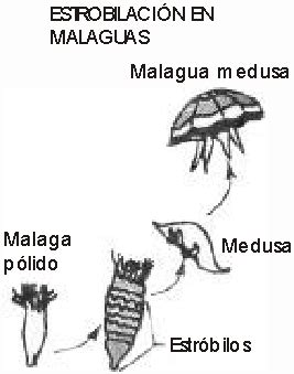 Reproduccion sexual en anfibios
