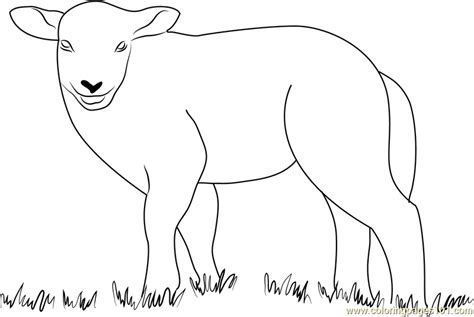 lamb natures   high coloring page  kids  lamb printable