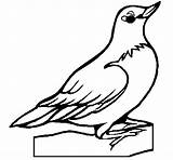 Coloring Robin Birds Animals Pages Coloringcrew Index sketch template