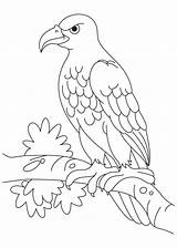 Eagle Coloring Pages Sitting Template Eagles Kids Tailed Wedge Angry Drawing Bird Printable Templates Golden Branch Books Animal Color Shape sketch template