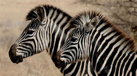 white  black zebras  stock photo