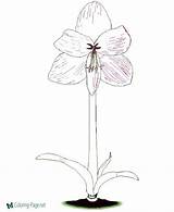 Coloring Pages Flowers Amaryllis Flower Amarylis sketch template