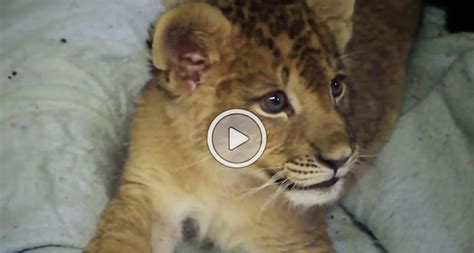 Cat Videos Lion Cub Delivers His Best Roar