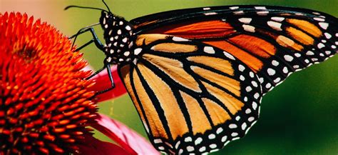 monarchs    heres      tuenightcom
