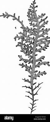 Liverwort Leafy Alamy Stock Vascular Flowerless Plant Simple sketch template