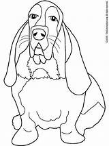 Basset Hound Coloring Kleurplaten Chien Beagle Kleurplaat Bassett Biegel Honden Assis Gratuit Cani Hunde Malvorlage Kategorien sketch template