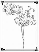 Pea Coloring Sweet Flower Template sketch template