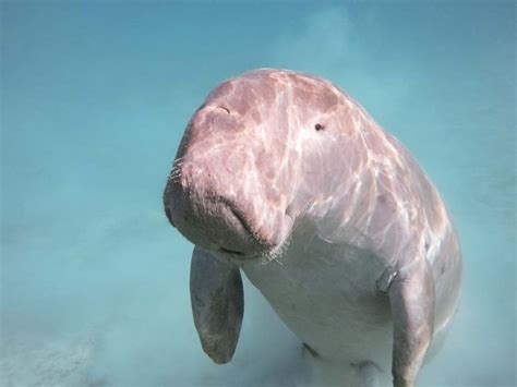 Things You Never Knew 8 Facts About The Dugong Murex