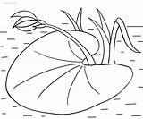 Seerosenblatt Ausmalbild Pads Lilies Cool2bkids Lilypad Tuk Druckbare Plantas sketch template