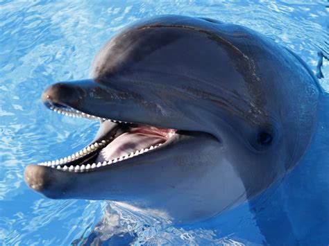 photo dolphin animal underwater teeth   jooinn