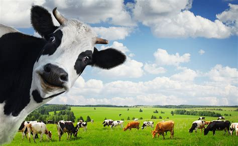 give a cow its due modern farmer