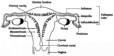 [download 28 ] Labeled Female Reproductive System Uterus Diagram