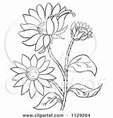 Flower Eyed Susan Plant Clipart Cartoon Outlined Coloring Picsburg Vector Tulip Clipartof Small Royalty sketch template