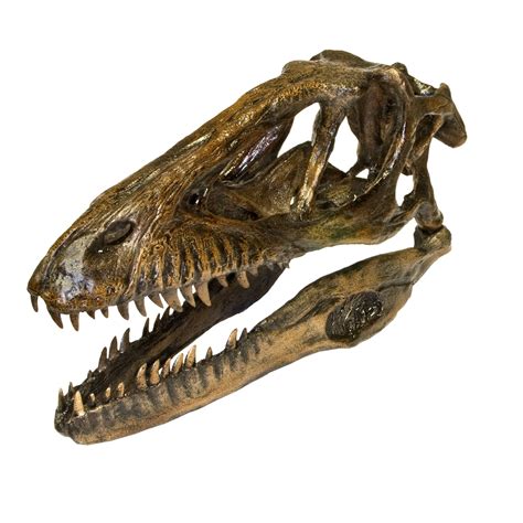 replica deinonychus dinosaur skull  sale skulls unlimited