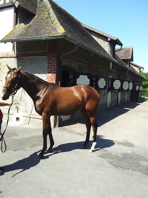 le quesnay haras pays dauge normandy future race horses full  health vitality
