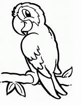 Coloring Parrots Parrot Animal sketch template