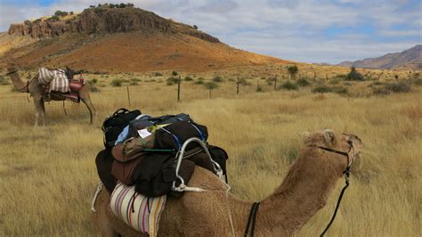 camels trek in the texas desert just like old times npr