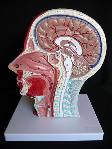 anatomical human head  neck model median section muscle models