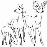 Waldtiere Veados Rehe Deer Hirsch Reh Hert Pferde Floresta Kleurplaten Família Ideen Tudodesenhos sketch template