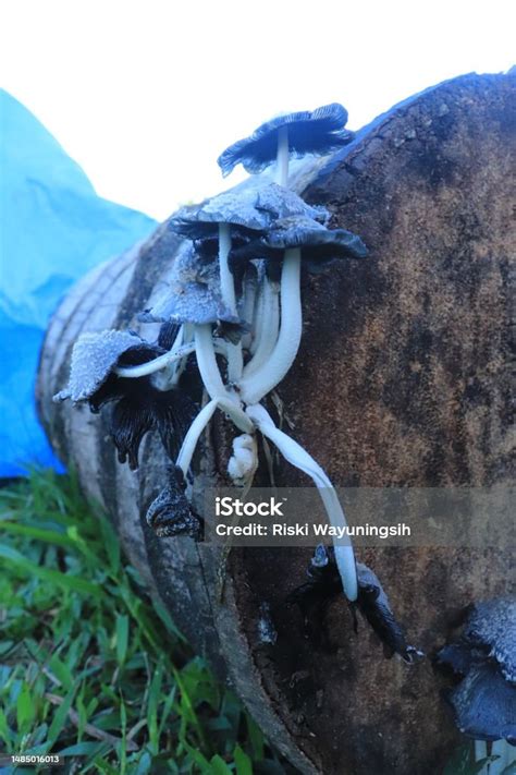 Jamur Di Atas Kayu Jamur Liar Di Tunggul Pohon Foto Stok Unduh Gambar