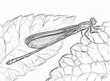 Coloring Damselfly Australian Pages Dragonfly Coloringbay Drawings Printable Drawing 38kb 1199 sketch template