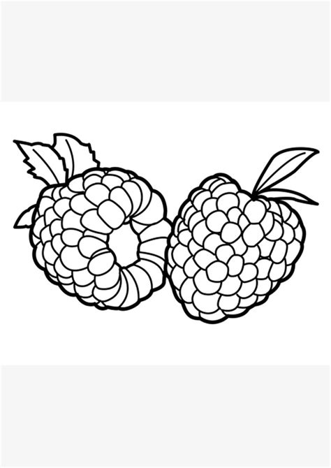 coloring pages raspberry coloring pages  kids