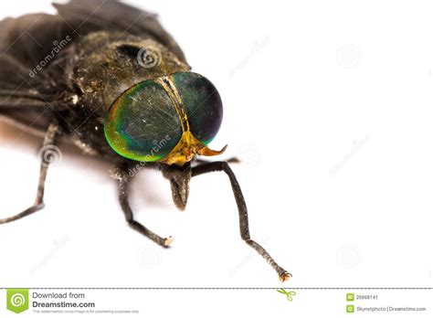 isolated  horse fly stock image image  hairy colorful
