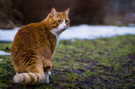 7 fun facts about orange tabby cats