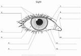 Pages Eye Coloring sketch template