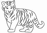 Harimau Anak Ringkasan Mewarna Diberikan Webtech360 sketch template