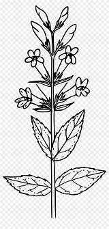 Mustard Disegno Twig Senape Botanical Botany Pianta Cumin Clipground Flora Penstemon Pngkey sketch template
