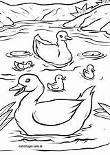 Enten Ente Entenfamilie Malvorlagen Ausmalen Malvorlage Kostenlos sketch template