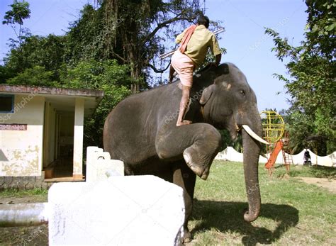 trainer climbing  elephant kerala india stock editorial photo