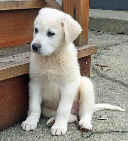 chief  great pyrenees mix puppies daily puppy