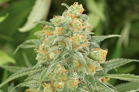 top 15 best feminized seeds mold resistant strains