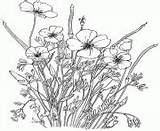 Coloriage Fleurs Champs Boutons Poppy sketch template
