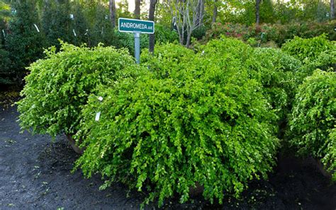 broadleaf evergreen shrubs for sun