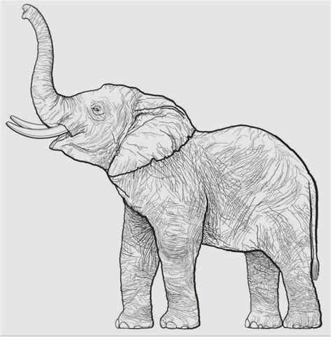 pin  linda bell  favorite decoupage images elephant art drawing