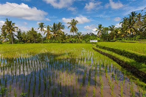 daytime scenery   rice fields  ubud bali high quality nature stock  creative