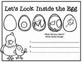 Egg Chicken Life Hatching Cycle Chicks Eggs Kids School Printables Chart Teaching Choose Board Let Look Preschool Class sketch template
