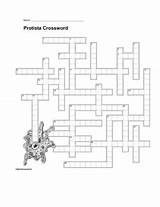 Paramecium Coloring Protista Crossword sketch template