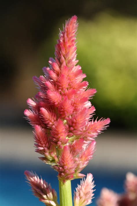 fuzzy pink flower  williamdaros  deviantart