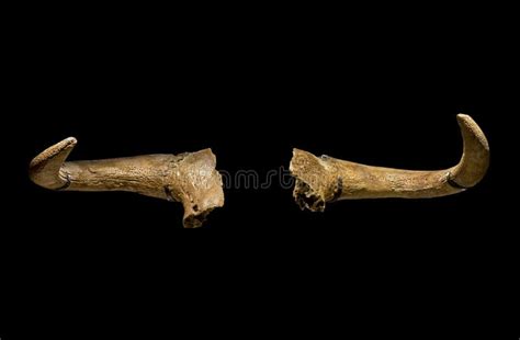 aurochs massive horns isolated  black editorial image image