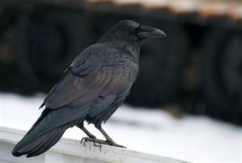 nw bird blog common raven