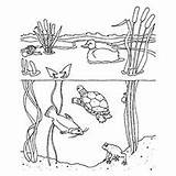 Habitat Freshwater Pond Frog Momjunction sketch template